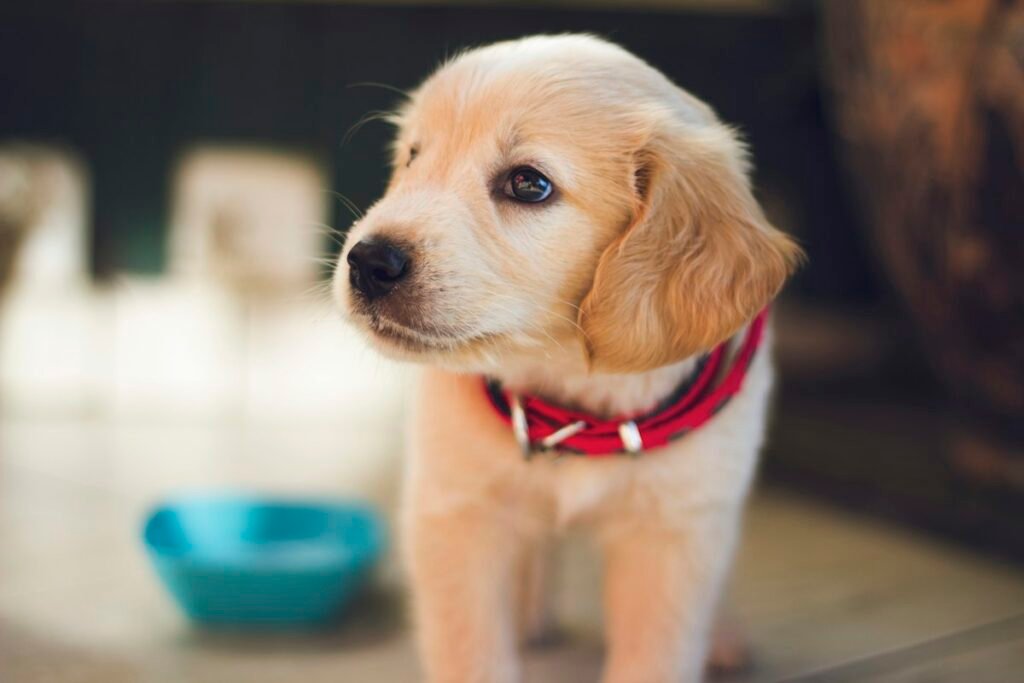 Como ensinar o cachorro a fazer xixi no lugar certo