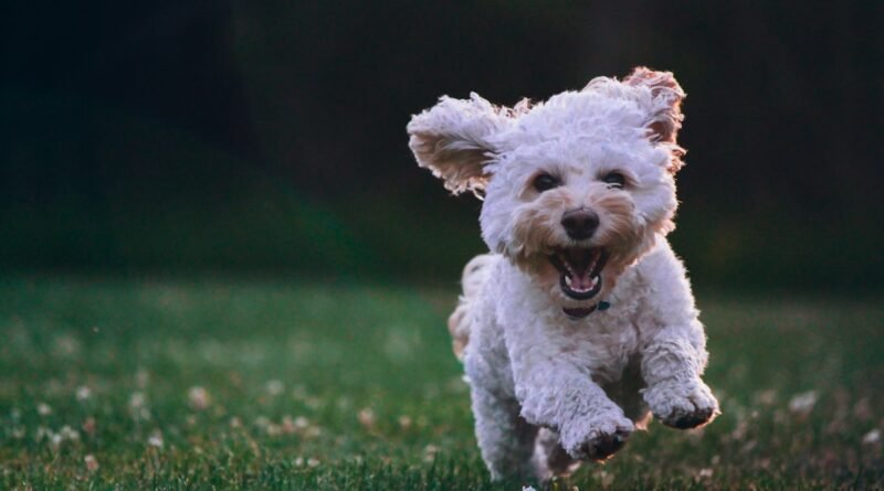 Como ensinar o cachorro a fazer xixi no lugar certo