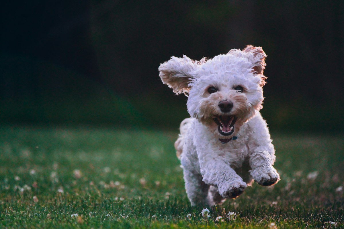 Como ensinar o cachorro a fazer xixi no lugar certo