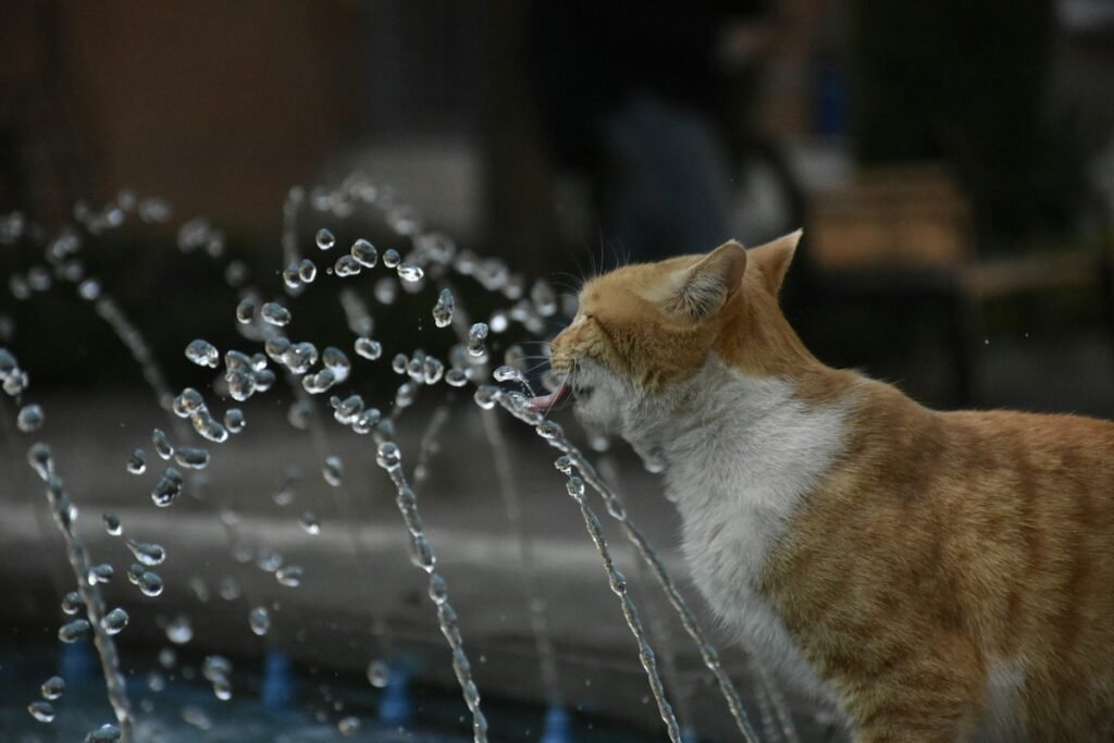 Fonte de água para gatos vale a pena? Por que eles preferem água corrente