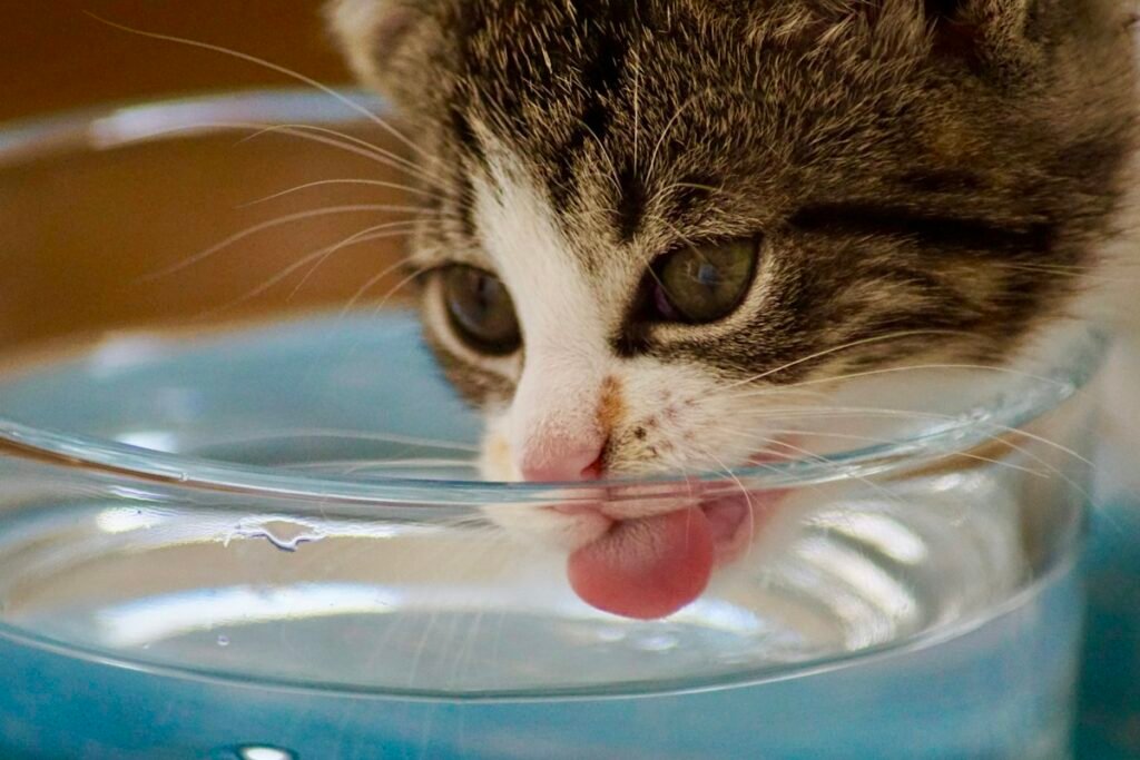 Fonte de água para gatos vale a pena? Por que eles preferem água corrente