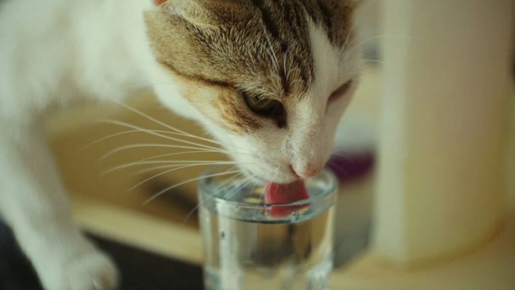 Fonte de água para gatos vale a pena? Por que eles preferem água corrente