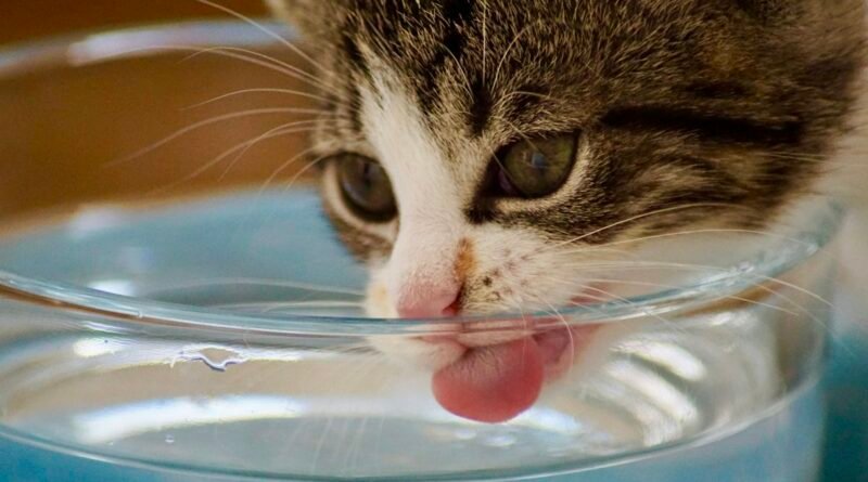Fonte de água para gatos vale a pena? Por que eles preferem água corrente