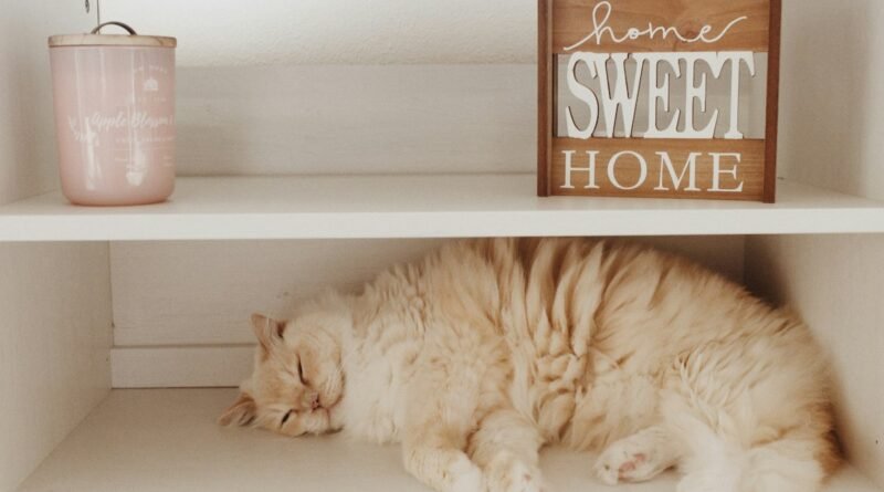 Gatificação: como deixar o apartamento mais feliz para o seu gato