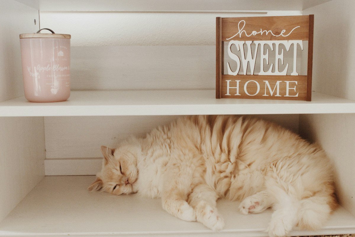 Gatificação: como deixar o apartamento mais feliz para o seu gato