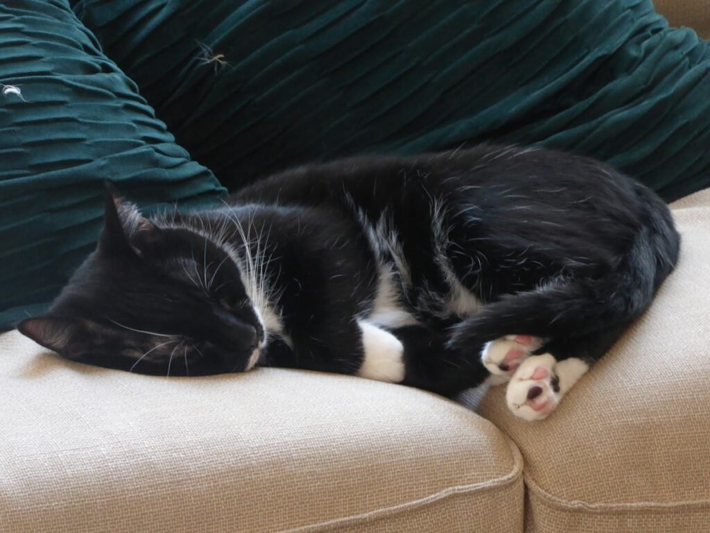 Gato arranhando o sofá