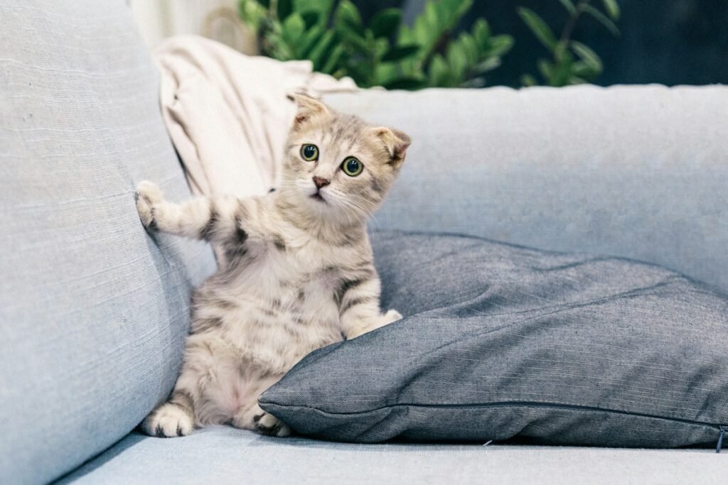 Gato arranhando o sofá: como proteger os móveis sem brigar com ele