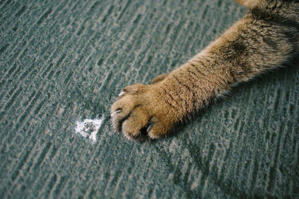 Gato arranhando o sofá