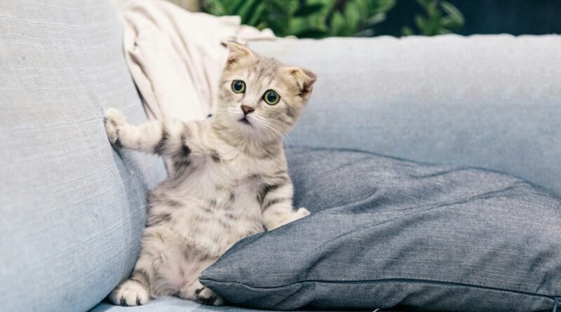 Gato arranhando o sofá: como proteger os móveis sem brigar com ele