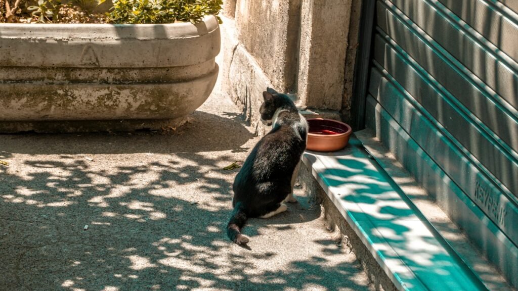 Seu gato bebe pouca água? Como a ração úmida ajuda na hidratação