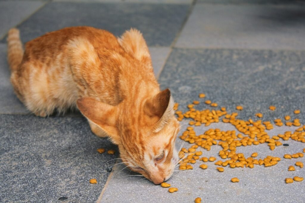 Seu gato bebe pouca água? Como a ração úmida ajuda na hidratação