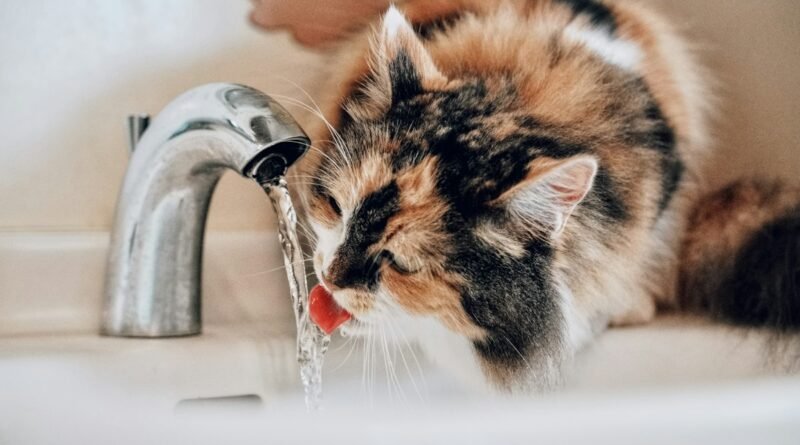 Seu gato bebe pouca água? Como a ração úmida ajuda na hidratação