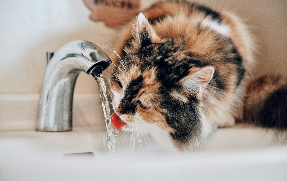 Seu gato bebe pouca água? Como a ração úmida ajuda na hidratação