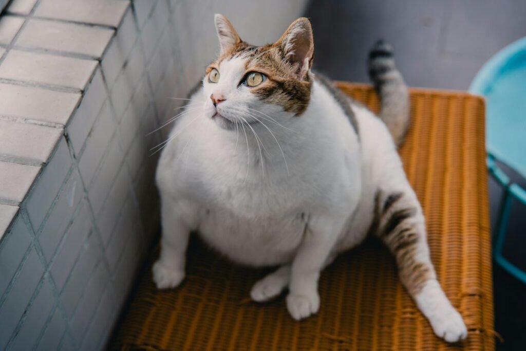 Gato castrado engorda? Como ajustar a alimentação depois da castração