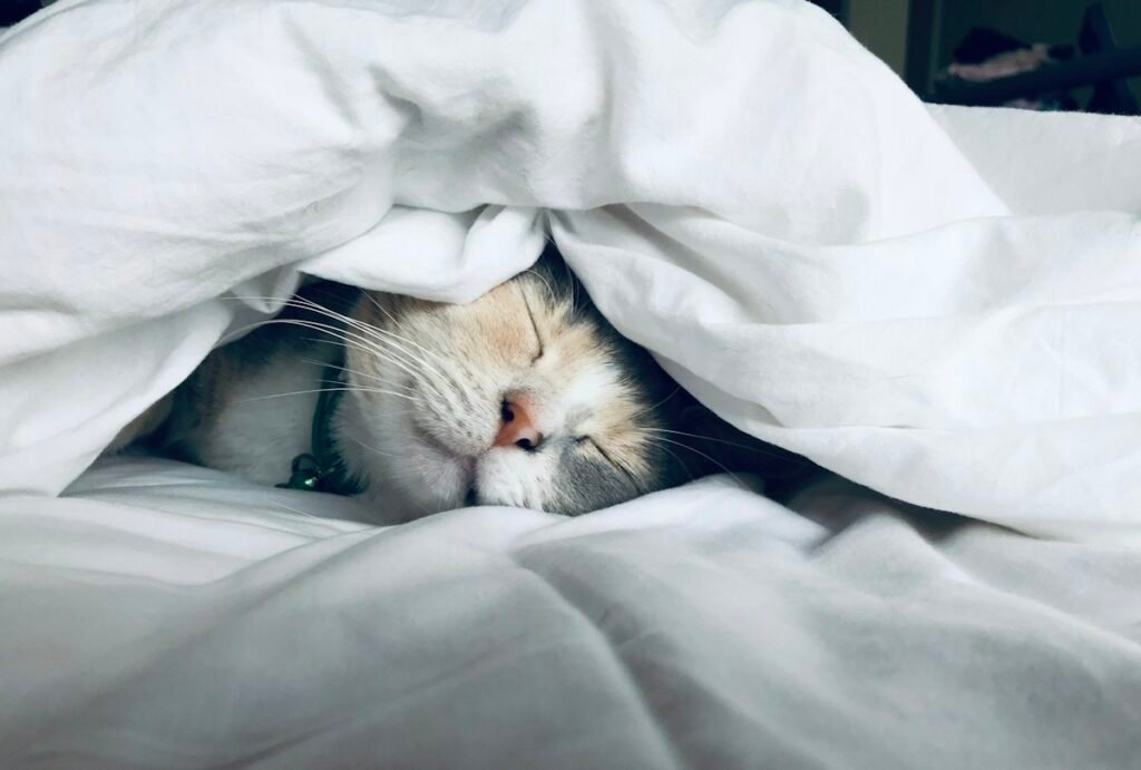 Gato castrado engorda? Como ajustar a alimentação depois da castração