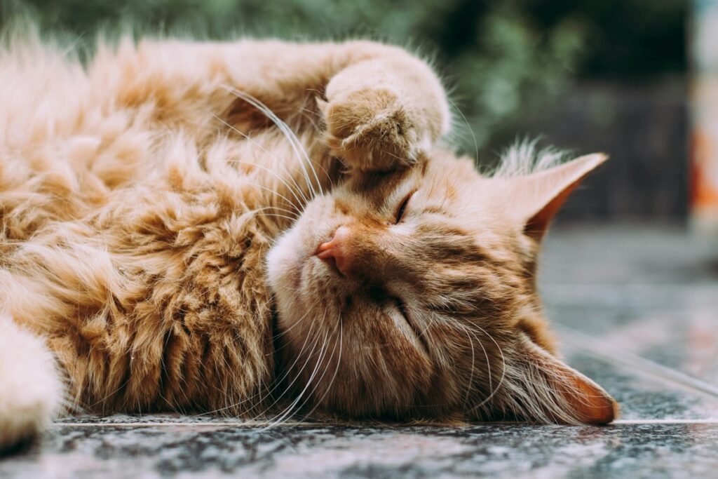 Gato castrado engorda? Como ajustar a alimentação depois da castração