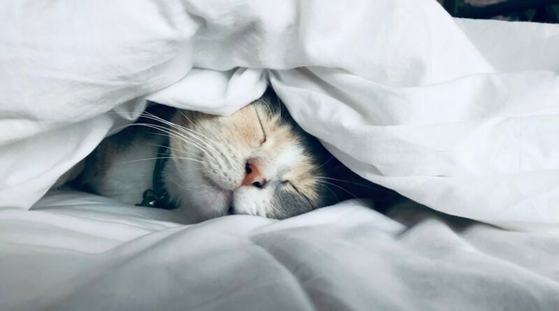 Gato castrado engorda? Como ajustar a alimentação depois da castração
