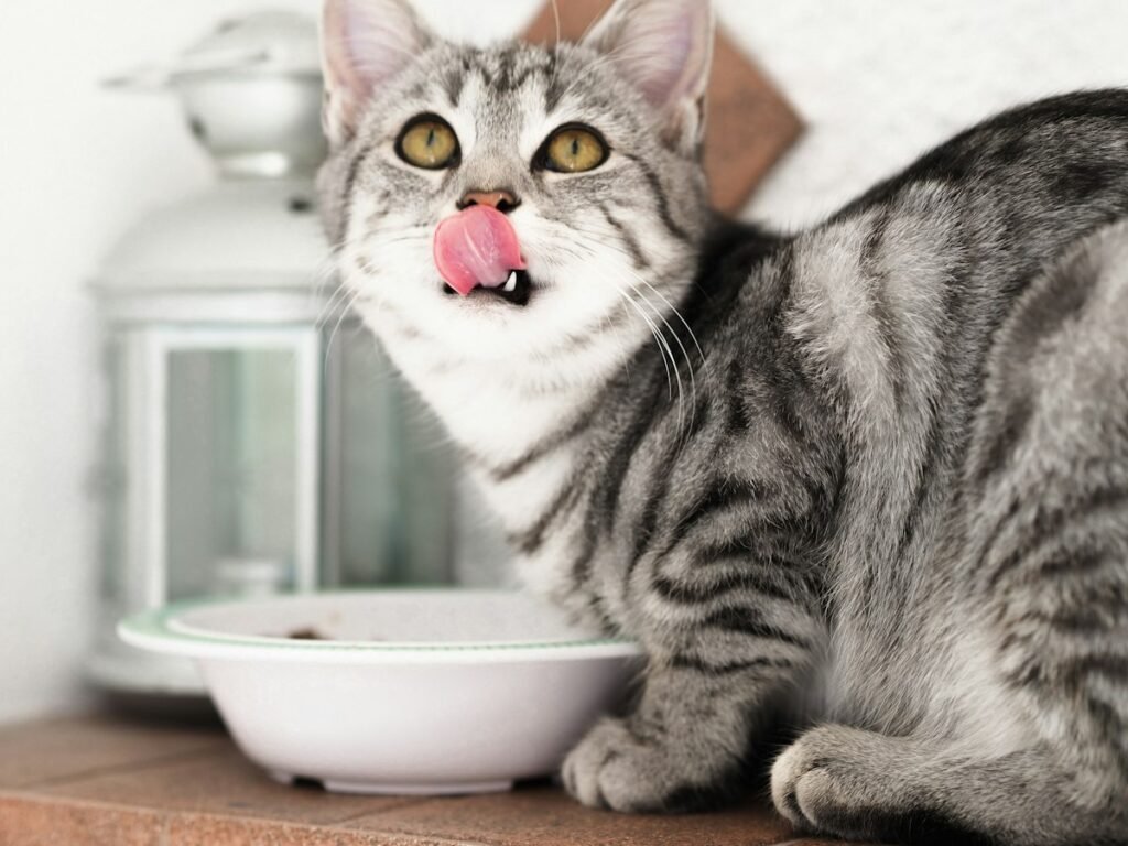 Gato enjoado para comer