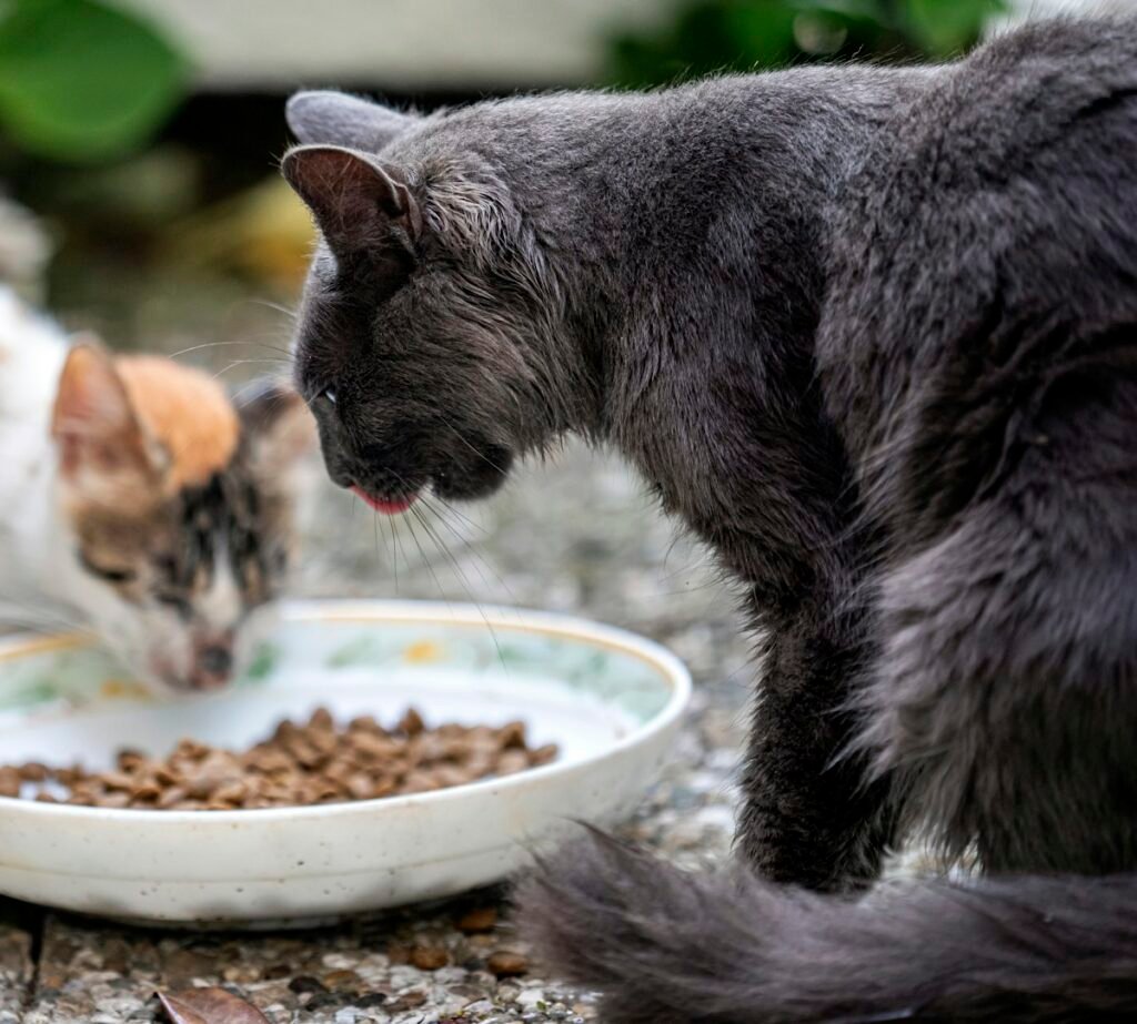 Gato enjoado para comer: por que ele rejeita a ração e o que fazer