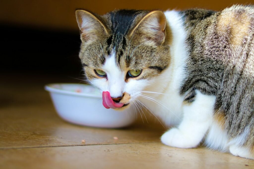 Gato enjoado para comer