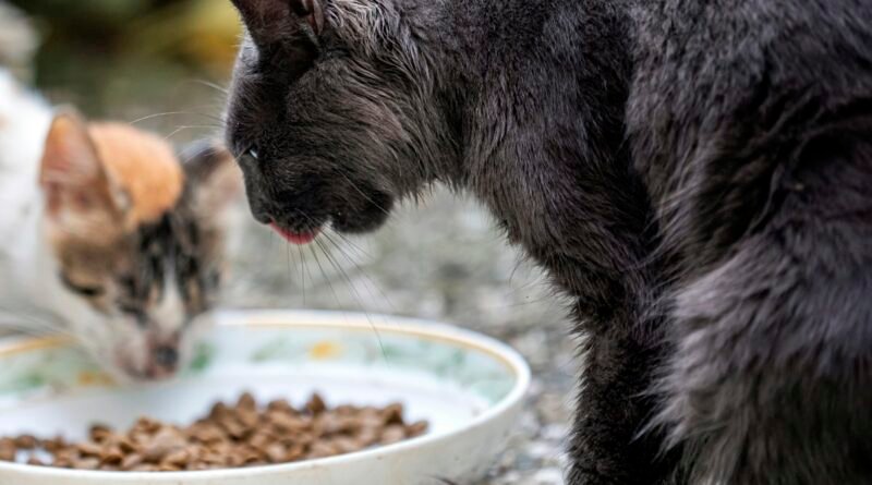 Gato enjoado para comer: por que ele rejeita a ração e o que fazer
