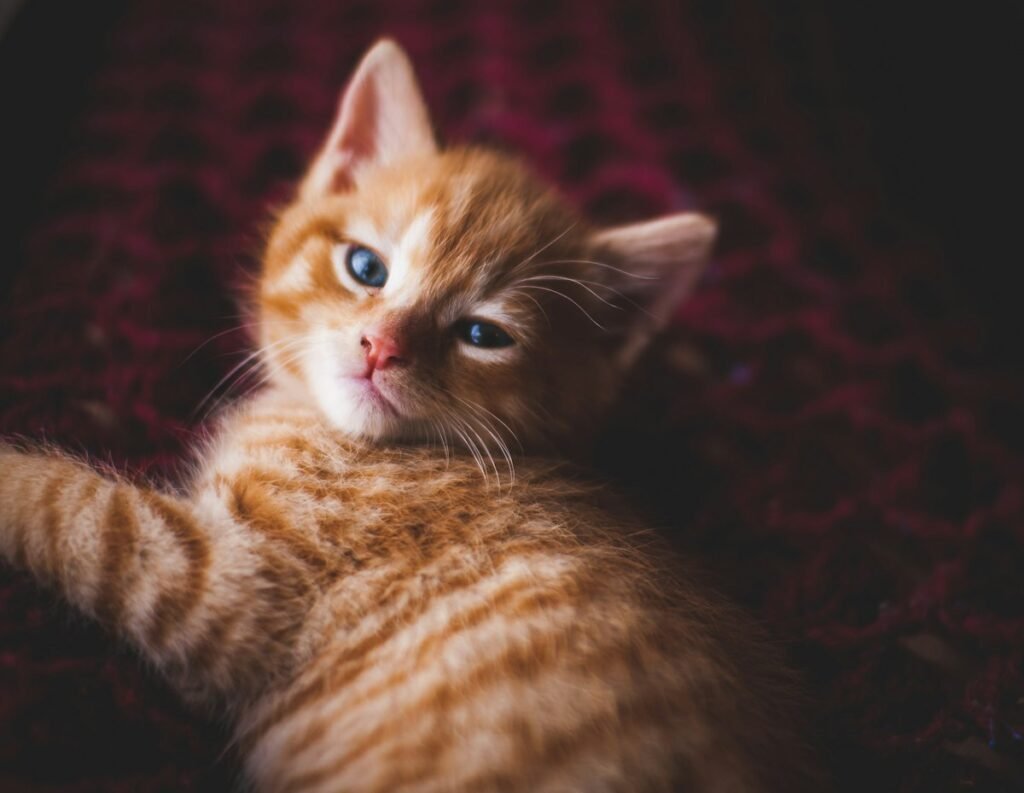 Gato entediado