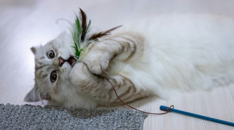 Gato entediado: sinais de tédio e brincadeiras que gastam energia