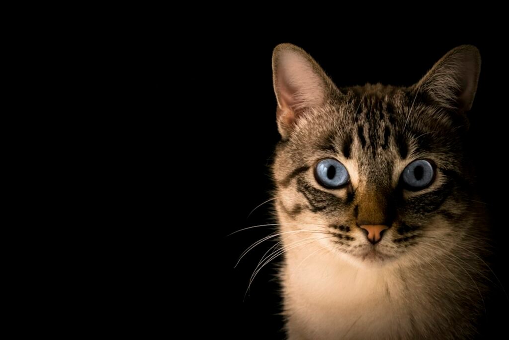 Por que meu gato não usa a caixa de areia? Causas e soluções
