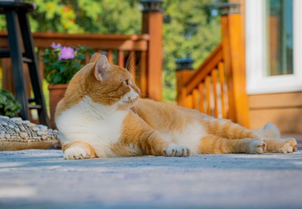 Por que meu gato não usa a caixa de areia? Causas e soluções
