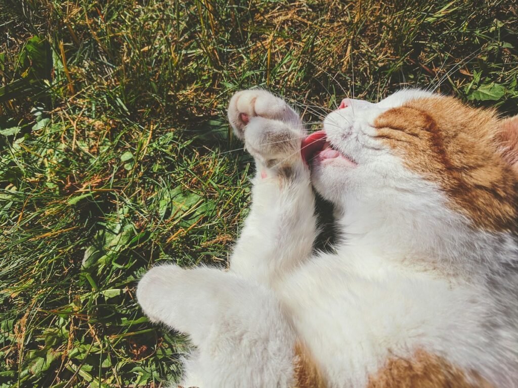 Gato se coçando muito? Causas comuns e quando procurar o veterinário