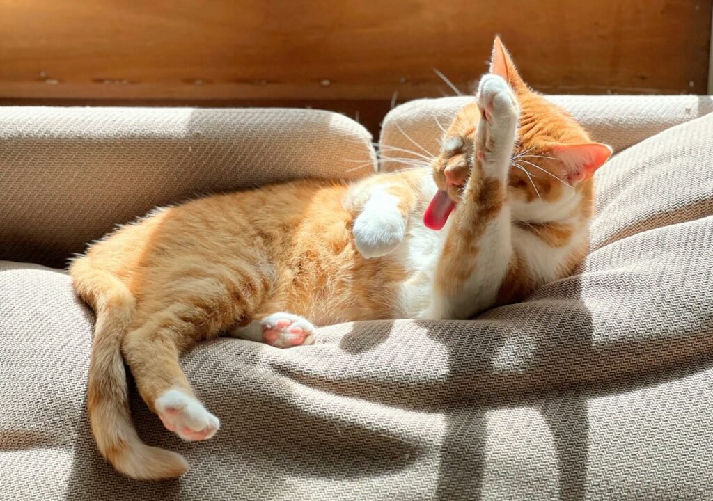 Gato se coçando muito? Causas comuns e quando procurar o veterinário