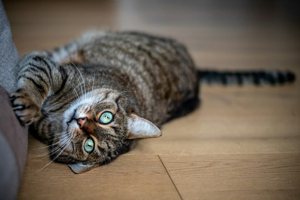 Gato se coçando muito? Causas comuns e quando procurar o veterinário