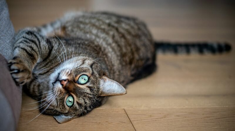 Gato se coçando muito? Causas comuns e quando procurar o veterinário