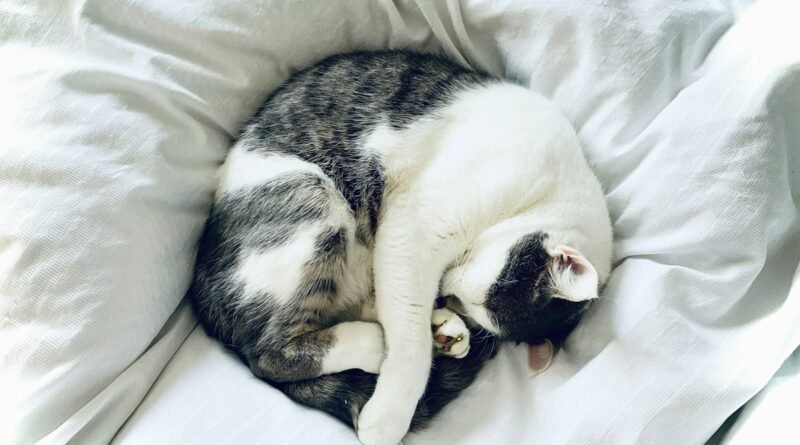 Intestino saudável em gatos: o que são probióticos e simbióticos