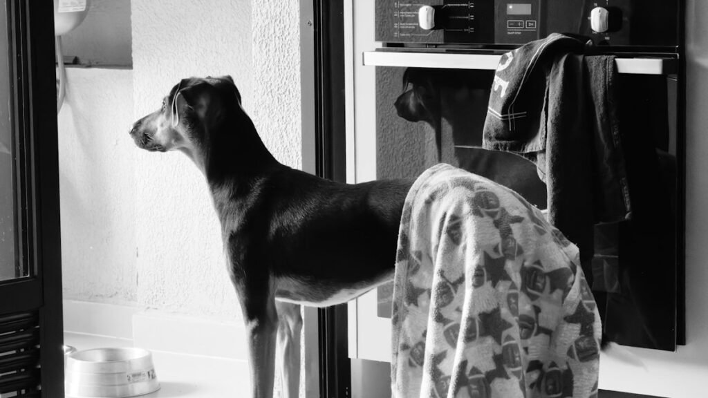 Onde colocar o comedouro e o bebedouro do pet em casa