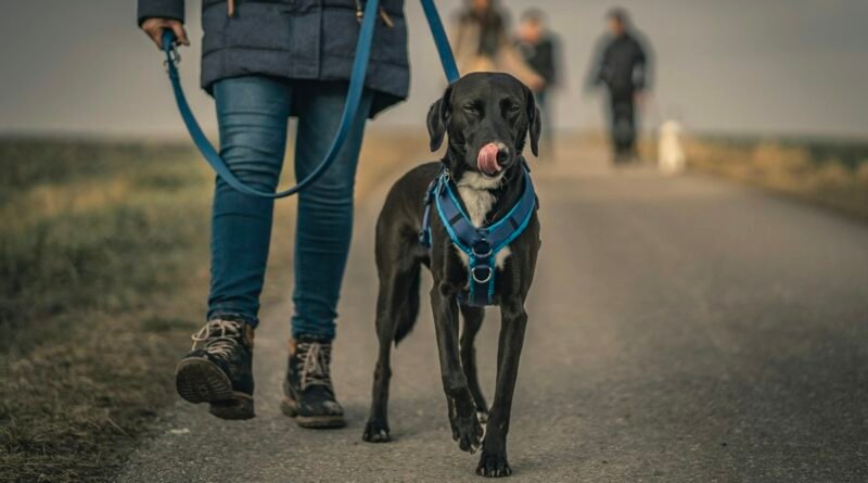 Peitoral ou coleira: qual é melhor para passear com o cachorro
