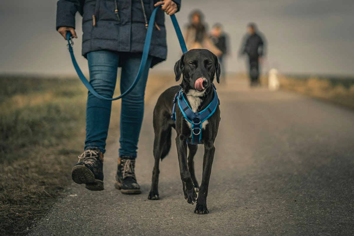 Peitoral ou coleira: qual é melhor para passear com o cachorro