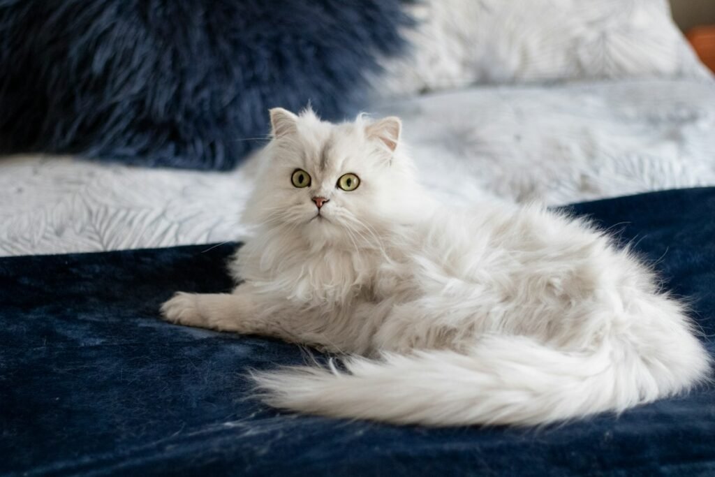 Pelo do gato opaco e sem brilho
