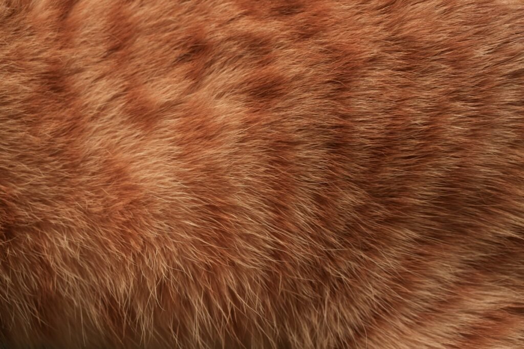 Pelo do gato opaco e sem brilho: causas e como a alimentação ajuda