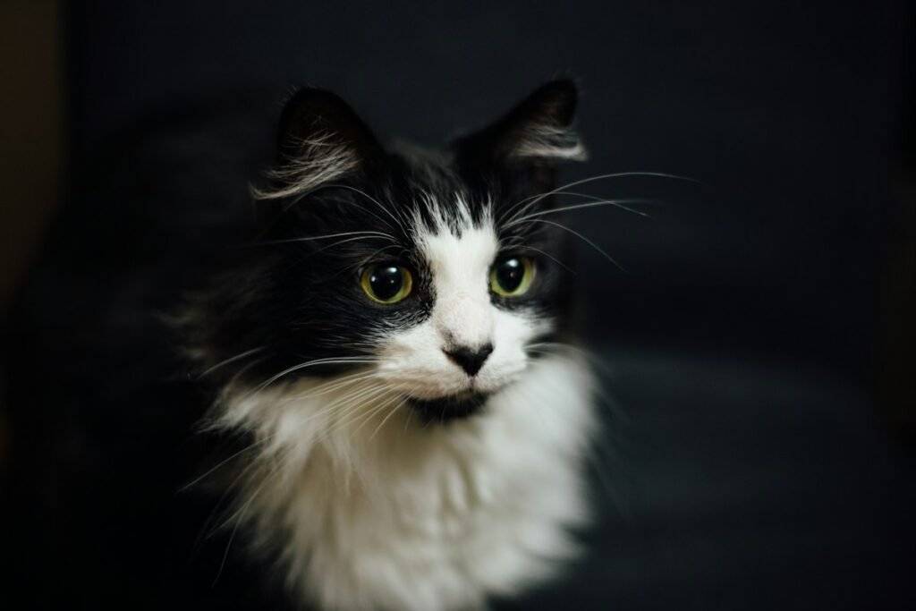 Pelo do gato opaco e sem brilho