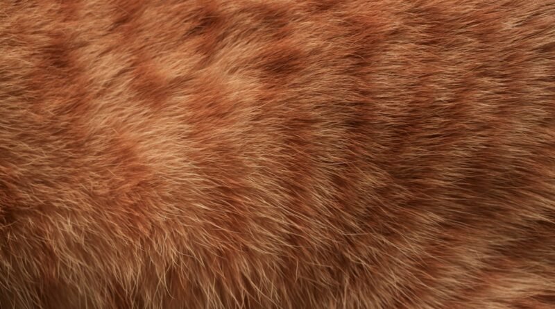 Pelo do gato opaco e sem brilho: causas e como a alimentação ajuda