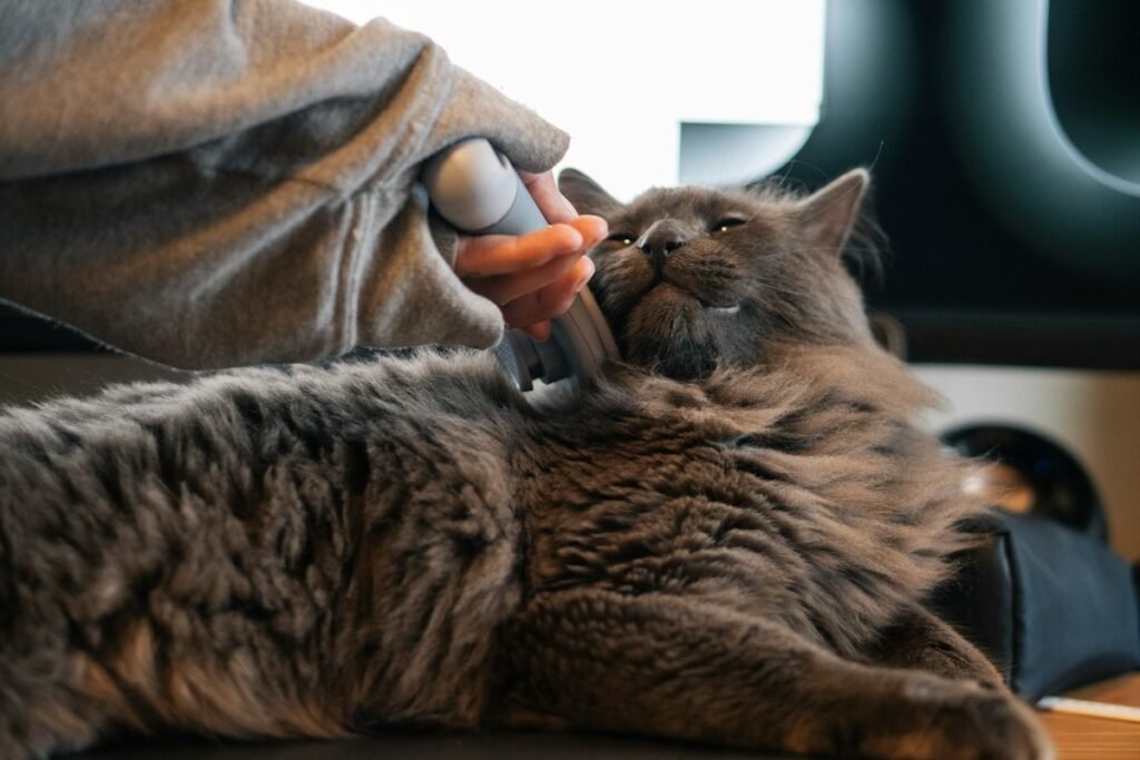 Pet soltando muito pelo