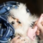 Pet soltando muito pelo: como controlar a queda e manter a casa limpa