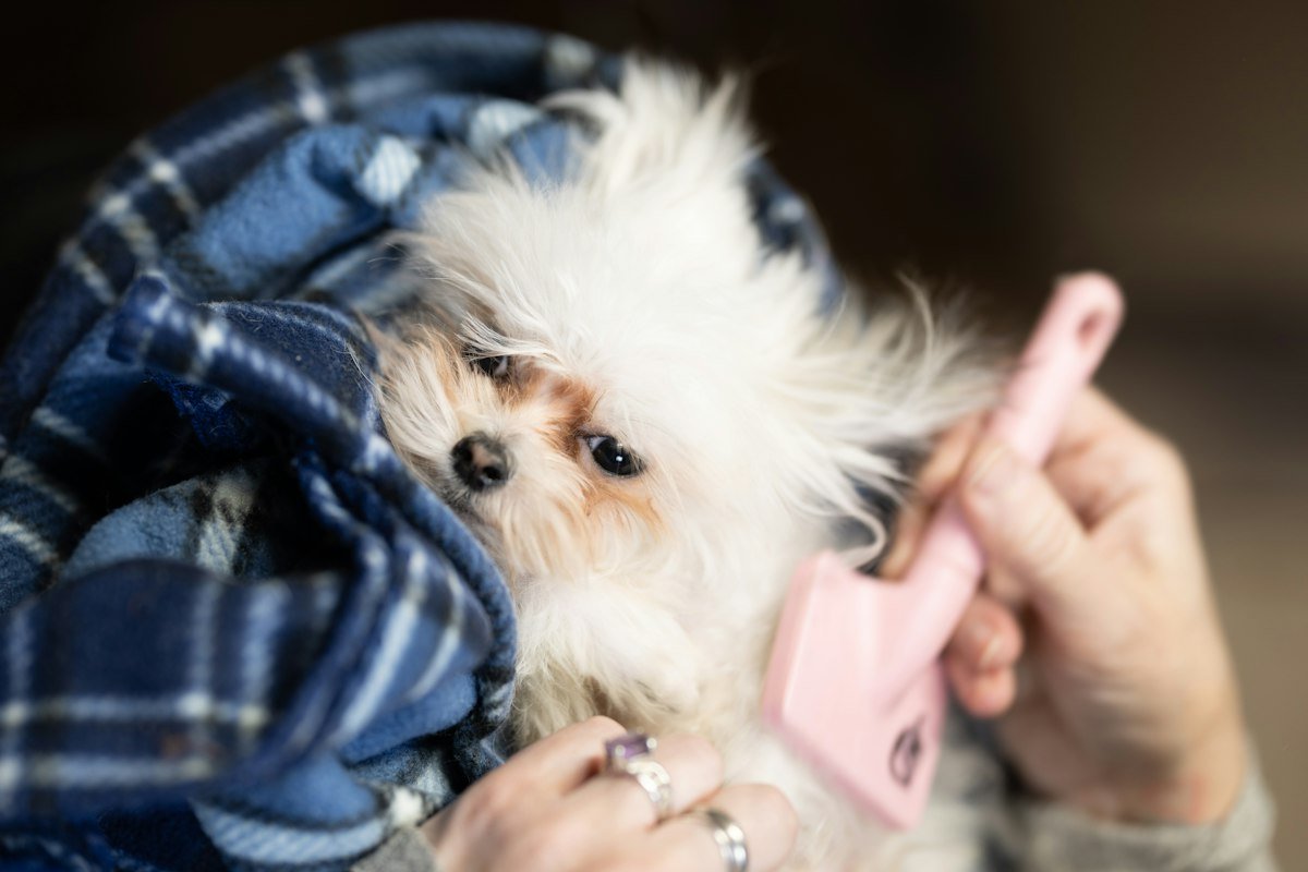 Pet soltando muito pelo: como controlar a queda e manter a casa limpa
