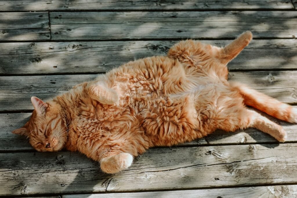 Por que os gatos arranham? Entenda esse comportamento natural