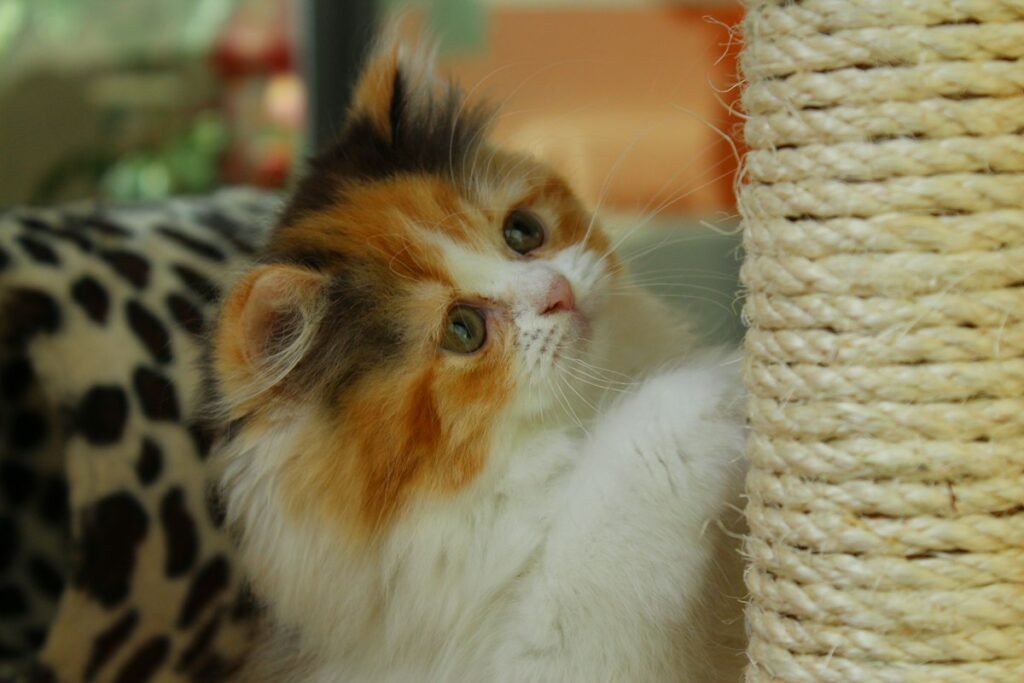 Por que os gatos arranham? Entenda esse comportamento natural