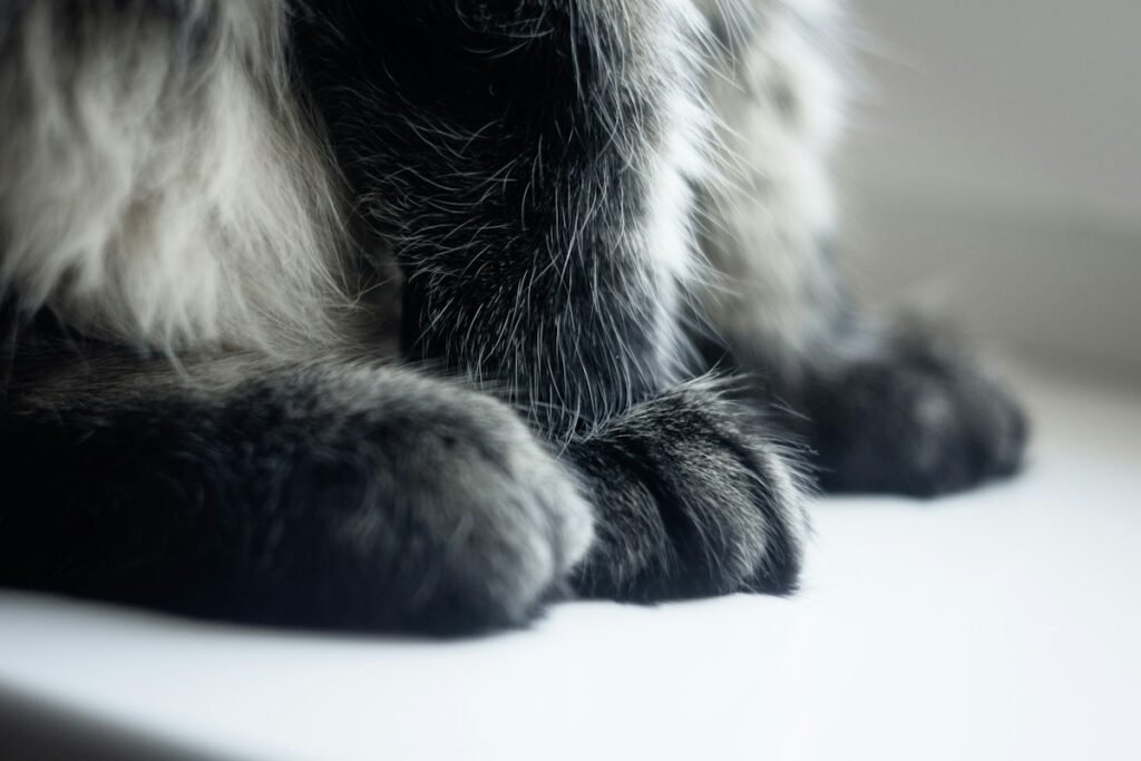 Por que os gatos arranham? Entenda esse comportamento natural