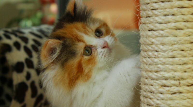 Por que os gatos arranham? Entenda esse comportamento natural