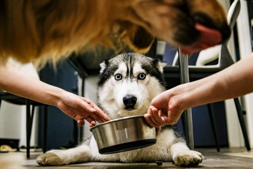 Pote de plástico ou inox: qual o melhor comedouro para cães e gatos