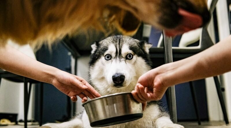Pote de plástico ou inox: qual o melhor comedouro para cães e gatos